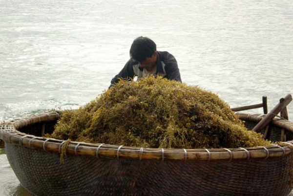 Quảng Ngãi: Sốt giá rong mơ lên 6.000 đ/kg, ngư dân ra biển mò vớt