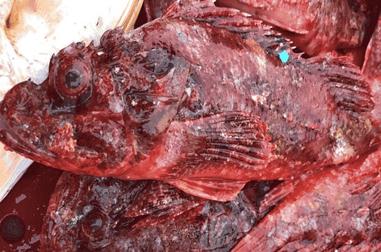Săn cá "nhìn phát ghê, ăn lại mê": Chỉ ngư dân lành nghề mới dám