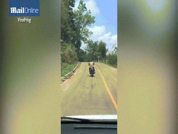 Video: Rắn khủng "bám" nóc capô dọa người trên cao tốc