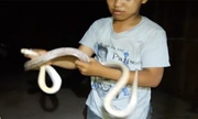 Soi đèn bắt hàng chục con rắn trong đêm ở Sài Gòn