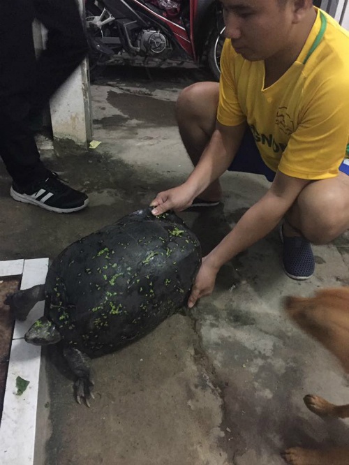 Bắt được rùa 15kg có vân như vỏ dưa hấu ở Hà Nội