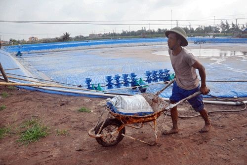 Ninh Bình: Tôm chết trắng đầm, 1.000 hộ “khóc không thành tiếng”