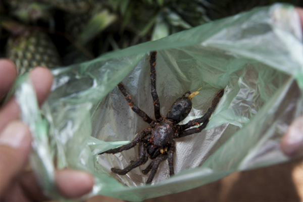 Ngôi làng chuyên ăn thịt nhện ở Campuchia
