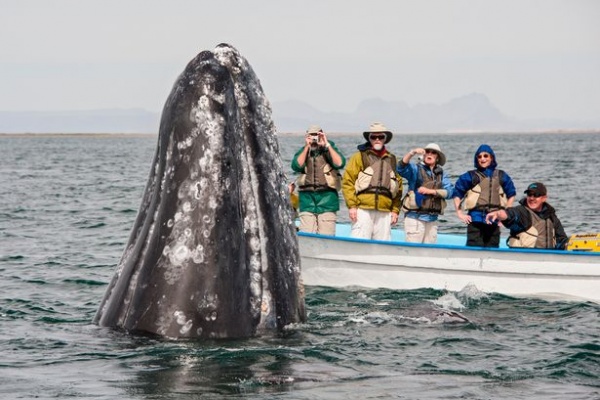 Cá voi khổng lồ liên tục lao lên đòi vuốt ve ở Mexico