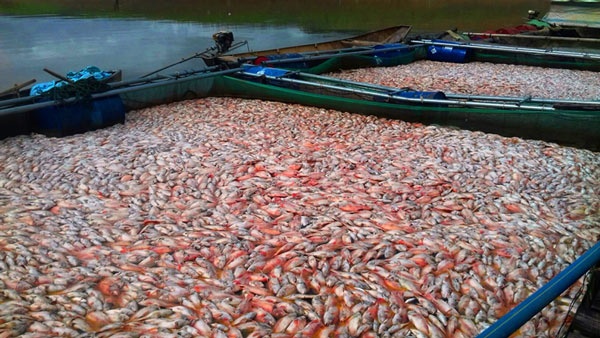 Kon Tum: Dân "khóc cạn nước mắt" vì gần 100 tấn cá chết đỏ lồng