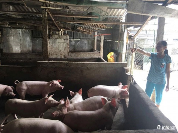 Hà Tĩnh: Nông dân "đau đầu" vì giá lợn tăng nhanh