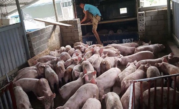 Giá lợn ngừng tăng vọt, hộ chăn nuôi đừng "mộng mơ"