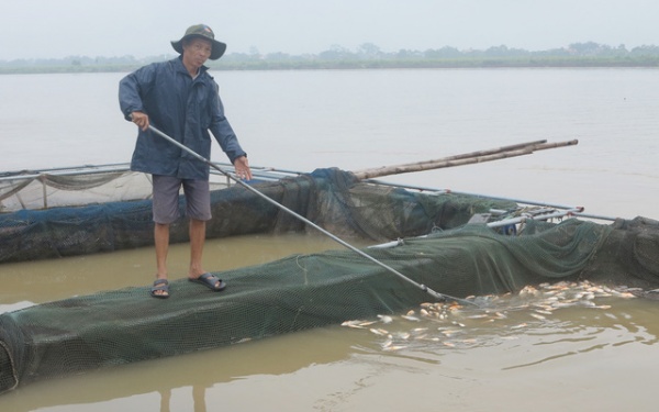 Thủy điện Hòa Bình xả lũ làm chết hàng trăm tấn cá lồng ở sông Đà
