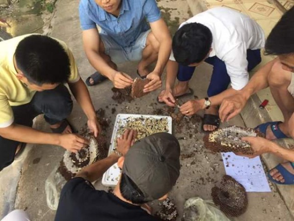Nghệ An: Dân đổ xô bắt ong đất bán cho thương lái Trung Quốc