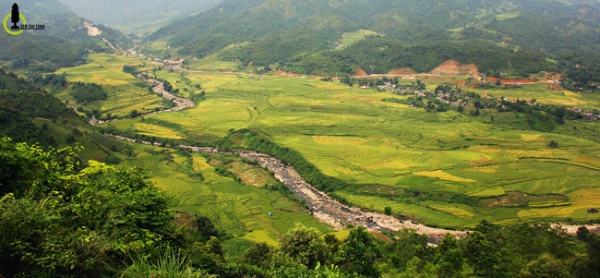 Lạc lối trong thung lũng lúa chín tráng lệ nhất Lào Cai