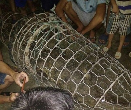 Cá sấu 37kg bị người dân bắt trên sông tại Hà Nội