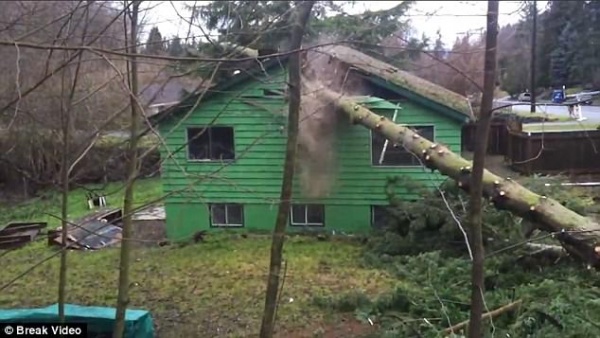 Chặt cây, bị cây "đập" cho hỏng nhà