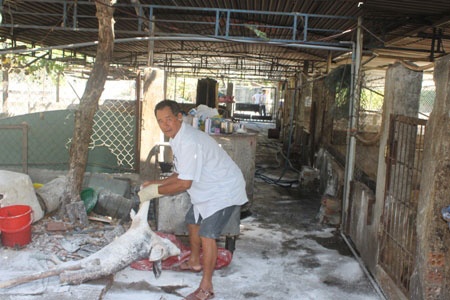 Khánh Hòa: Hơn 150 con lợn chết bất thường, dân chôn không xuể
