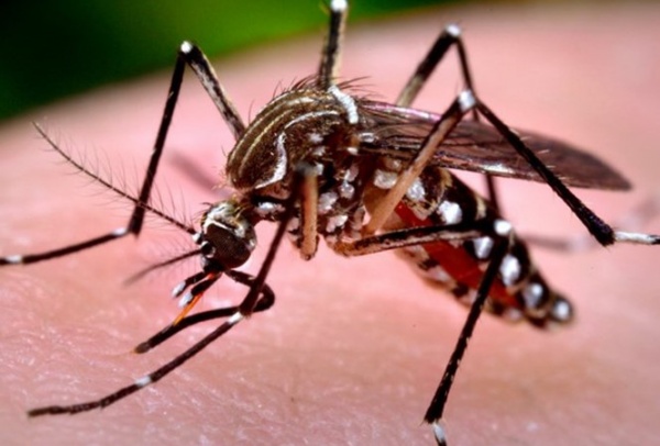 Muỗi đốt người gây sốt xuất huyết hình dáng thế nào?