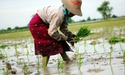 Vì sao gần một tỷ nông dân trên thế giới nghèo đói?