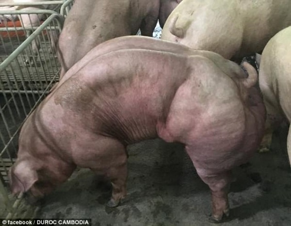 Lợn có cơ bắp cuộn cuộn như lực sĩ ở Campuchia