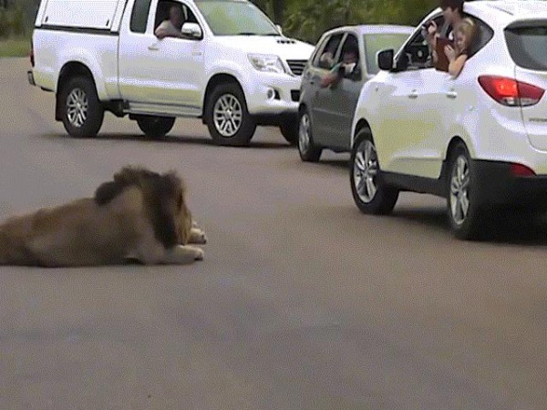 Sư tử ngang nhiên làm "chuyện ấy" trên đường gây ách tắc giao thông