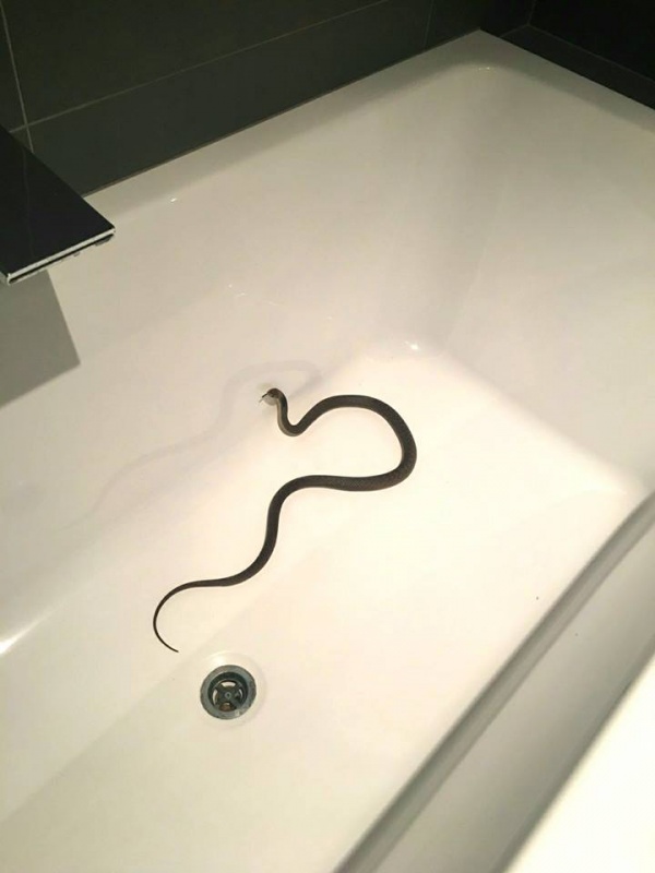 Chuẩn bị vào bồn tắm thì thấy sinh vật kịch độc bên trong