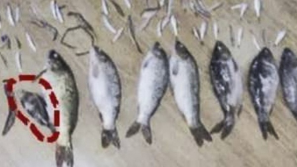 Đi tù hơn 3 năm vì giết một con cá nhỏ nặng 50 gram