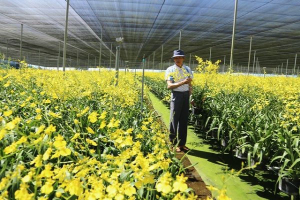 Lâm Đồng: Thu tiền tỉ từ trồng hoa lan vũ nữ xuất khẩu