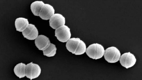 Nhật Bản: Vi khuẩn "ăn thịt người" tấn công hơn 500 người