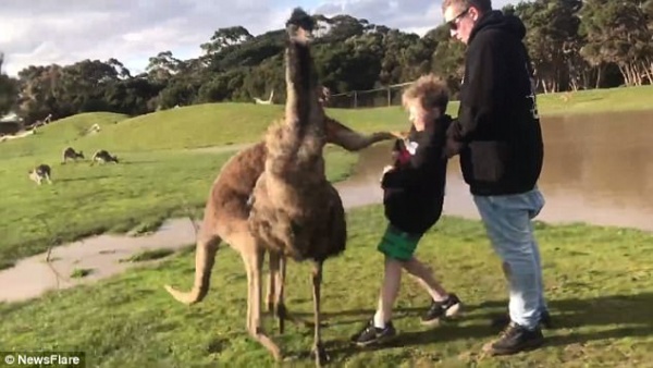 Đến gần cho kangaroo ăn, bé trai Úc không ngờ dính đòn nhớ đời