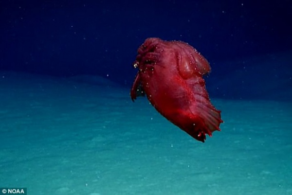 Khám phá biển sâu, phát hiện quái vật không đầu đi bộ kiếm ăn