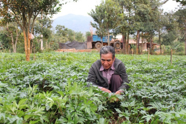 Lâm Đồng: Mê trồng dược liệu, lão nông kiếm nửa tỷ đồng mỗi năm