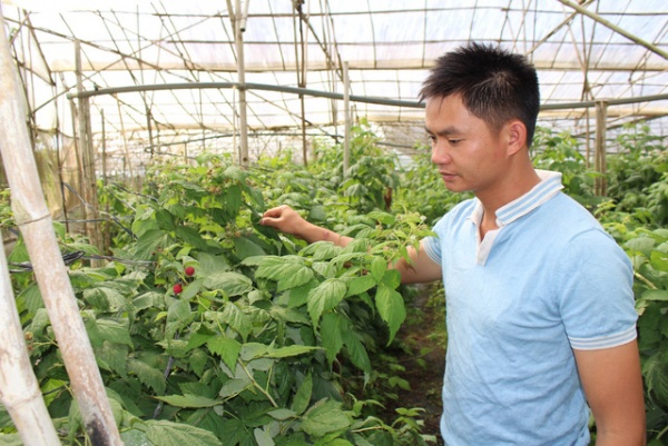 Lâm Đồng: Bỏ làm kỹ sư về trồng phúc bồn tử thu gần 1 tỷ mỗi năm