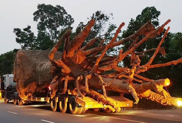 Phó thủ tướng chỉ đạo làm rõ vụ xe chở cây khổng lồ trên quốc lộ