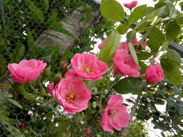 Khu vườn ngập tràn 100 gốc hoa hồng ai ai cũng mê của bà mẹ trẻ ở Bắc Giang