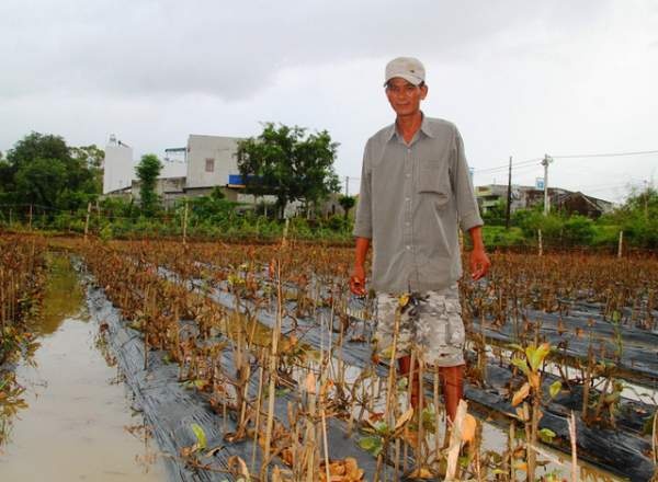Bình Định: Chủ vườn mai khóc ròng vì mai chết rũ