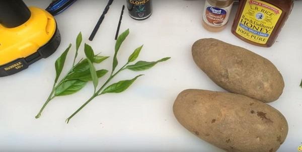 Lạ đời cách trồng cây chanh sai trĩu quả bằng... củ khoai tây, ai cũng muốn học theo