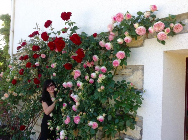 Vườn hồng đẹp như chốn thiên đường ai nhìn cũng mê của mẹ Việt ở Pháp