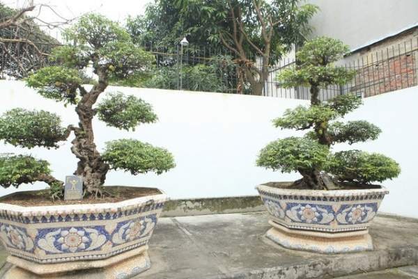 Đại gia Việt đổi 8 lô đất, mang bao tải tiền mua “siêu cây” trăm tuổi