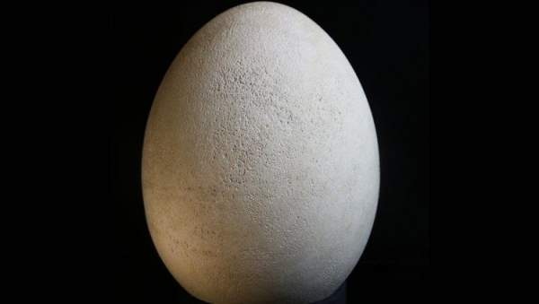 Quả trứng còn nguyên vẹn của loài chim nặng nửa tấn