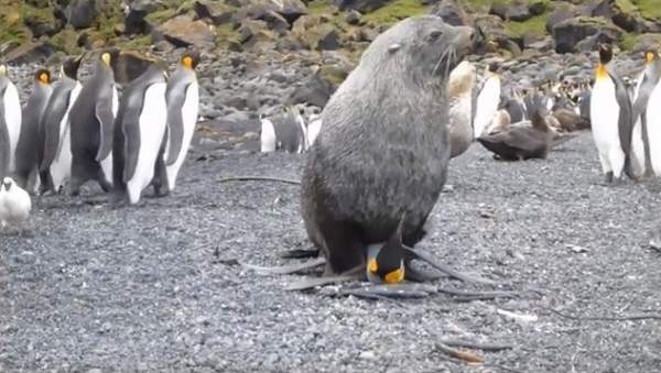 Hải cẩu với chim cánh cụt - mối tình ngang trái nhất quả đất đã xuất hiện