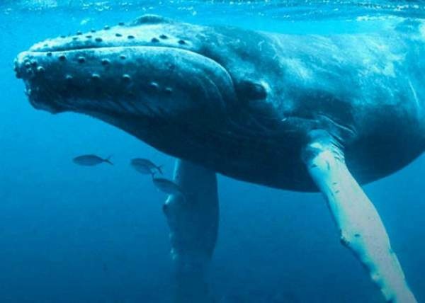 Hé lộ bí mật giúp cá voi lặn "siêu giỏi"