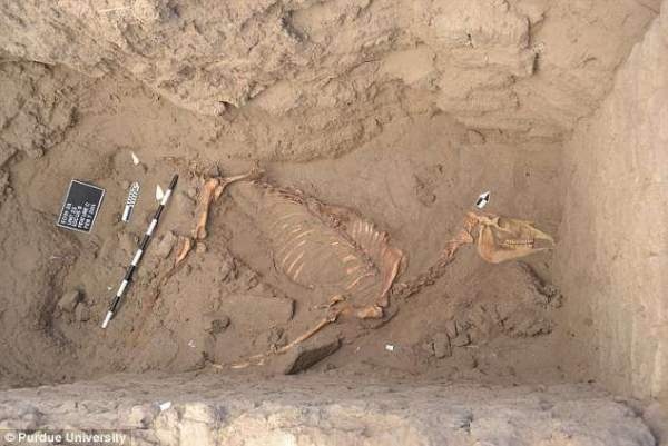 Ngựa hoàng gia Ai Cập vẫn còn lông sau 3.000 năm