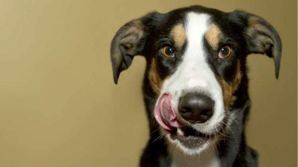 Cẩn thận nhé: Người nuôi chó có nguy cơ mắc một loại bệnh cực kỳ khó chịu, có liên quan đến WC