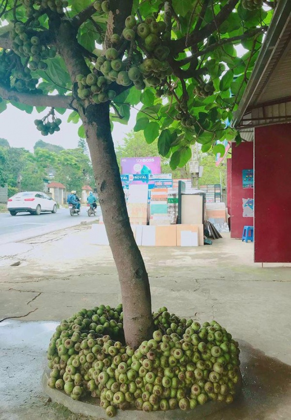 Cây quen thuộc mà dân mạng lại tranh cãi dữ dội, 90% trả lời sai: Là sung, vả hay ngái?