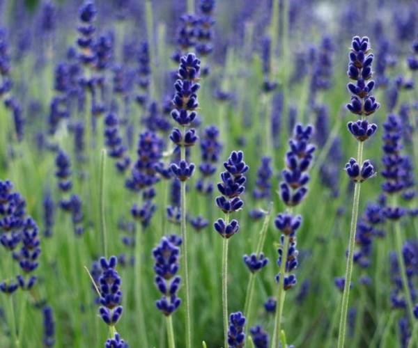 Hoa lavender quá đẹp mà thơm, lại đuổi được muỗi, tội gì không tự trồng vài chậu tại nhà