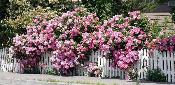 Tiết lộ bí quyết "độc" trồng và chăm hoa hồng leo Pháp tại nhà nở rực rỡ, thơm quyến rũ