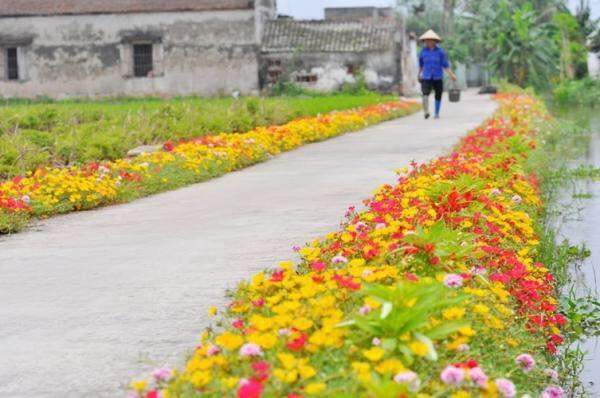 Dân mạng “mê mệt” con đường hoa khoe sắc rực rỡ đẹp như tiên cảnh ở làng quê Nam Định