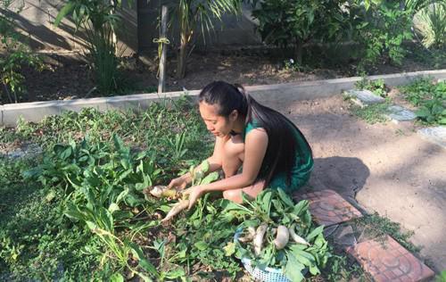 Phát thèm khu vườn đủ loại cây trái sai trĩu quả của diễn viên Lê Phương
