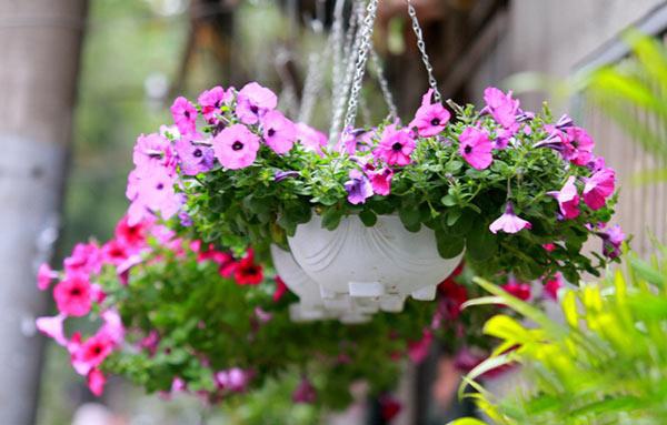 Học ngay cách trồng những chậu hoa dạ yến thảo đẹp mê mẩn treo trước nhà