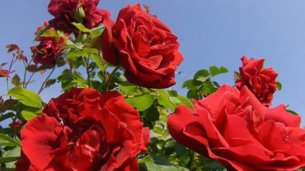 Những giống hoa hồng đỏ đẹp rực rỡ lại dễ trồng, chị em nào cũng mê
