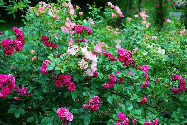 Muốn có hàng rào hoa đẹp tuyệt mà sống khỏe dễ chăm, trồng ngay hoa hồng dại