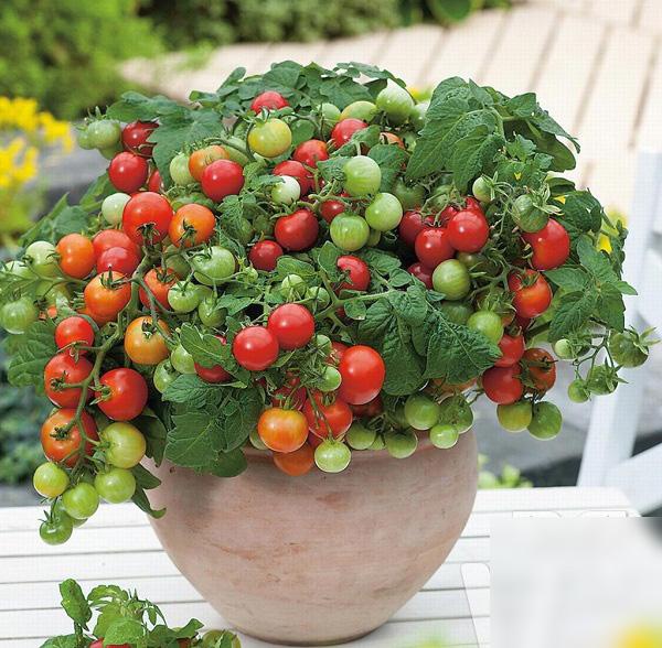 3 cách trồng cà chua trong thùng xốp siêu nhanh lại nhàn tênh, cho hàng trăm quả mỗi mùa