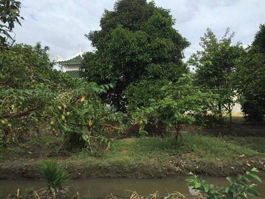 Thăm nhà vườn yên bình đủ loại rau trái sai trĩu của "Người đẹp Tây Đô" Việt Trinh